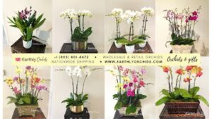 earthly orchids rancho palos verdes 2149