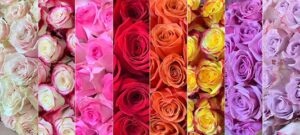 flower distrikt venice 1453