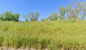 forry orchards colusa 584