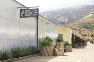 gallup stribling orchids carpinteria 1209