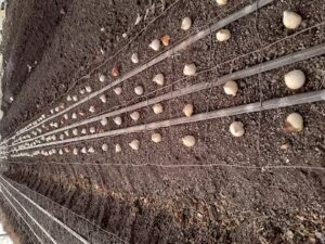 Guerras flower guerras flower somis 201