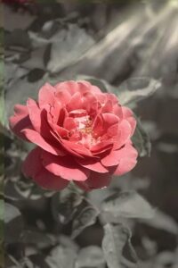 heavenly scent palmdale 1780