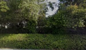 In Bloom Orchids in bloom orchids santa barbara 822