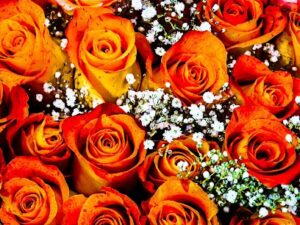 pampered lady florist altadena 2067