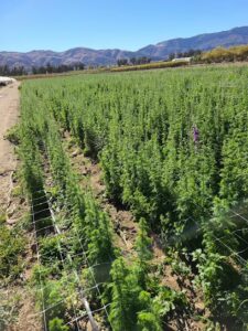 Raul Bibian raul bibian camarillo 1288