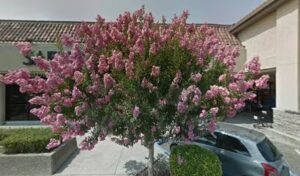 safeway floral san ramon 1610