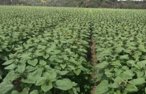 sun valley wholesale florists valley center 826