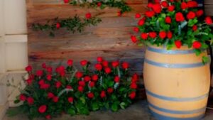 The Flower Box by Hernandez Flowers the flower box by hernandez flowers dos palos 2228