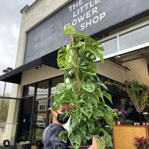 the little flower shop san anselmo 647